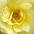 Yellow - Old garden roses - Rosa Harisonii